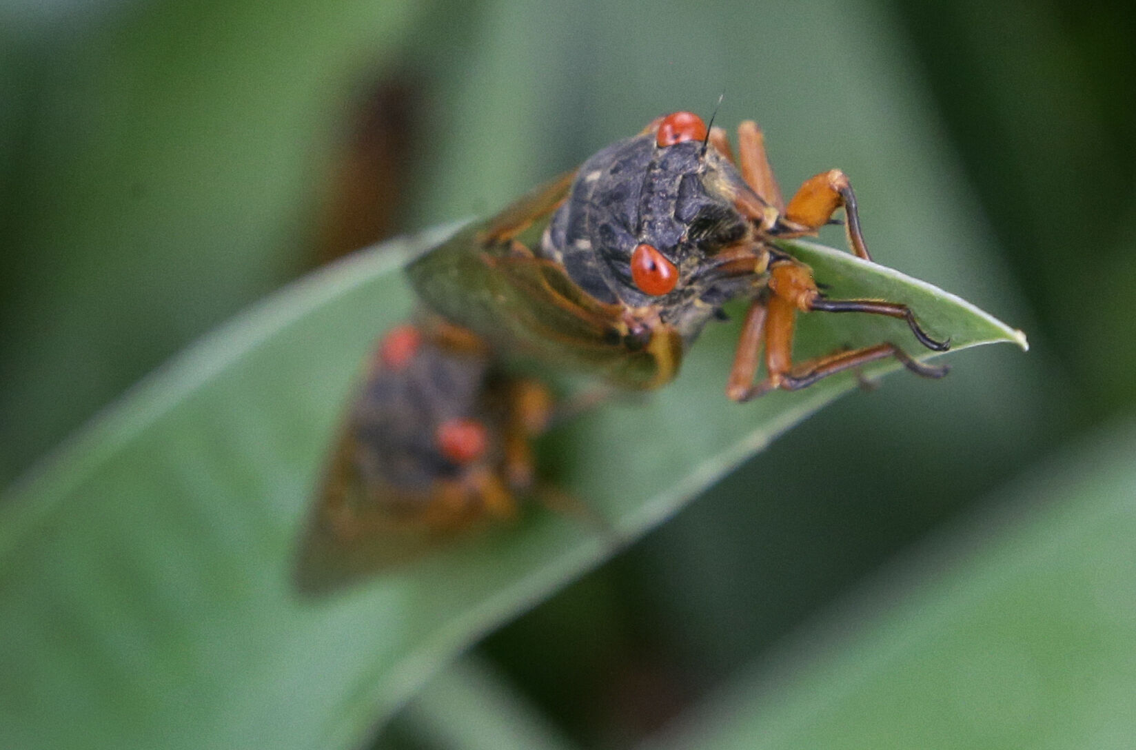 Food Eating Cicadas